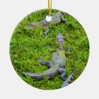 Small Alligators Basking Ceramic Ornament