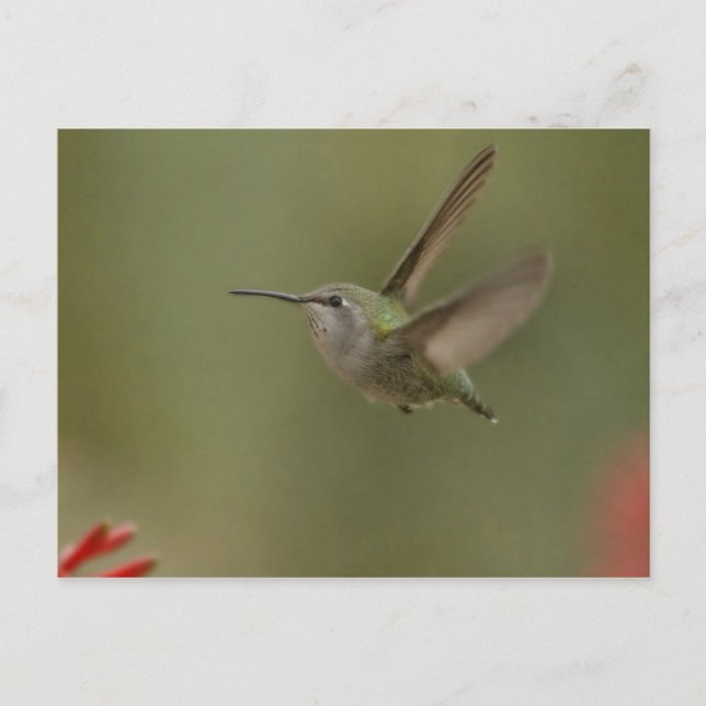 Small and mighty hummingbird postcard (Front)