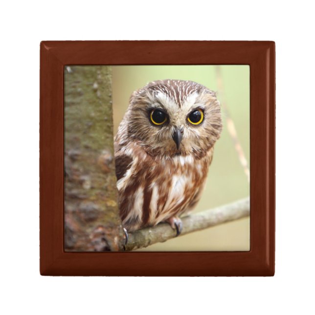 Small Baby Owl | Ontarios Jewelry Box (Front)