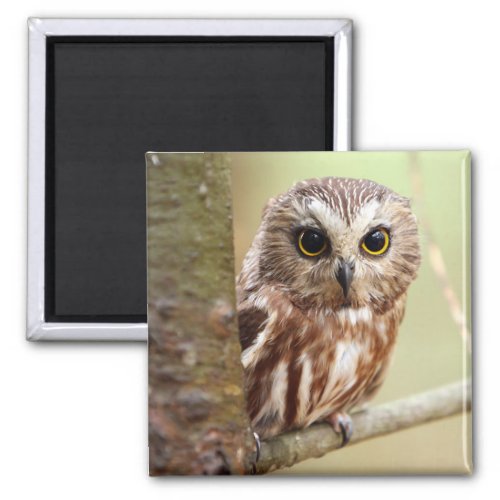 Small Baby Owl  Ontarios Magnet
