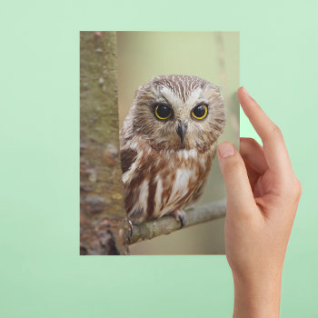 Small Baby Owl | Ontarios Postcard by cutestbabyanimals at Zazzle