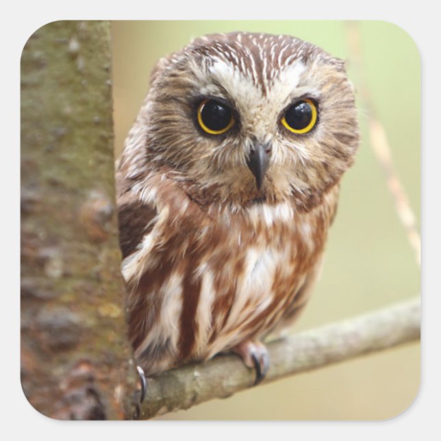 Small Baby Owl | Ontarios Square Sticker (Front)