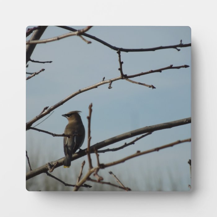 Small Bird on Tree Limb in Winter Display Plaques