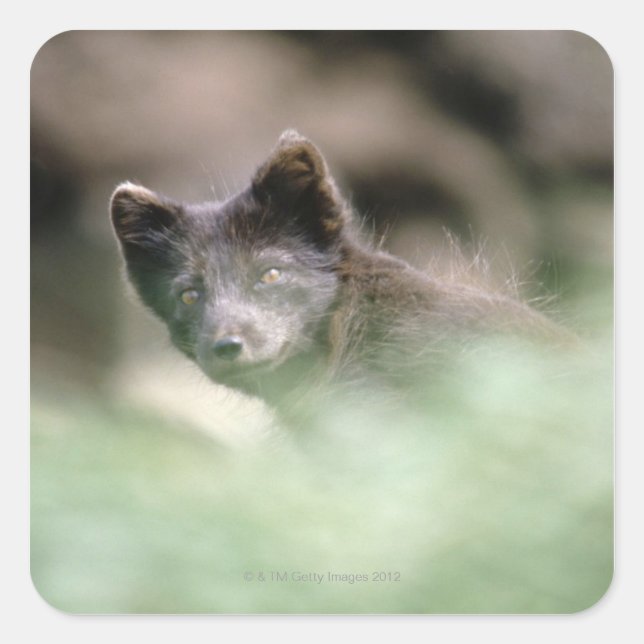 Small Black Wolf Square Sticker (Front)