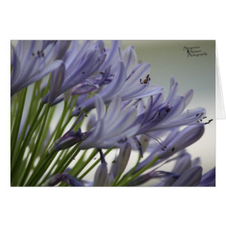 Small Blooms(5.0) Cards