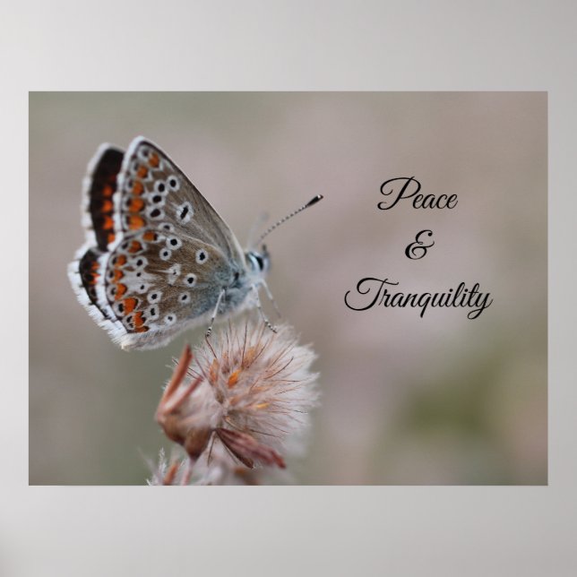 Small Blue Butterfly Poster (Front)