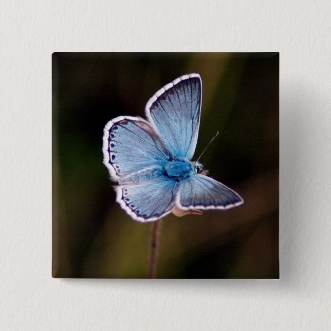 Small Blue Butterfly Square Pin (Front)