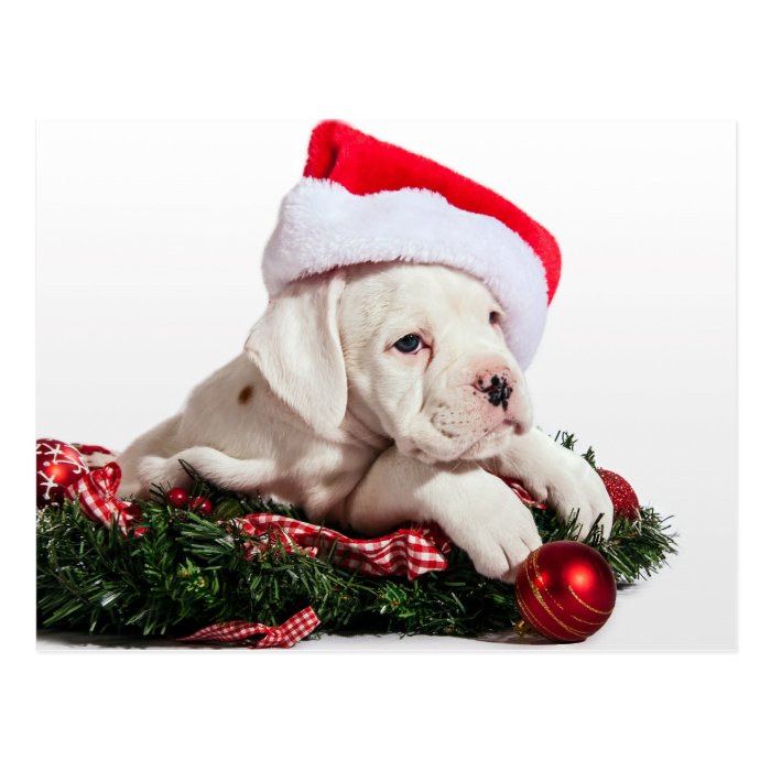 small boxer puppy/little boxers puppy Christmas Postcards