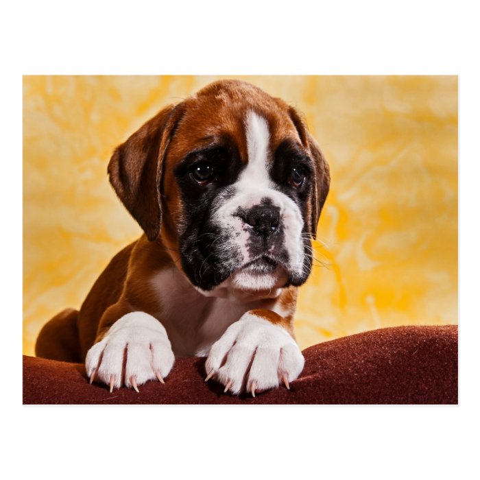 small boxer puppy/little boxers puppy postcard