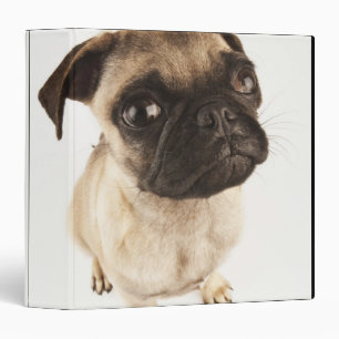 Small breed of dog with short muzzled face 3 ring binder
