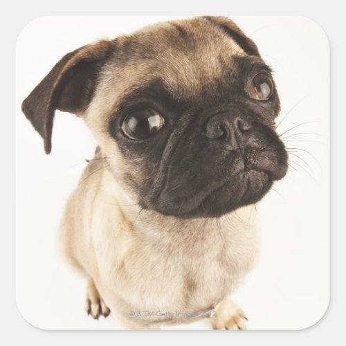 Small breed of dog with short muzzled face square sticker