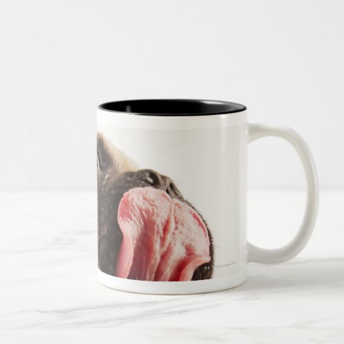 Small Breed of Dog with Short Muzzled Face Two_Tone Coffee Mug