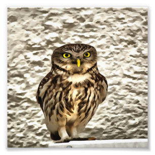 Small Brown Barn Owl Artistic Portrait Photo Print
