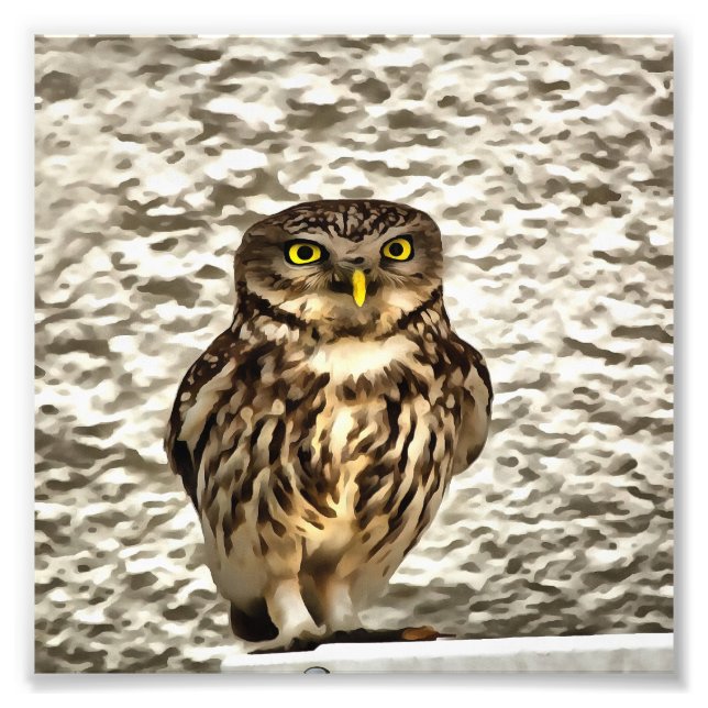 Small Brown Barn Owl Artistic Portrait Photo Print (Front)