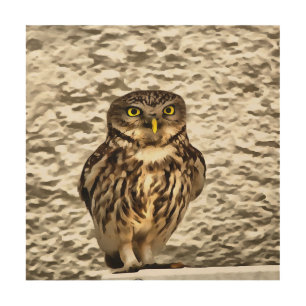 Small Brown Barn Owl Artistic Portrait Wood Wall Art