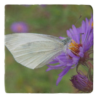 Small Cabbage White Butterfly Trivet