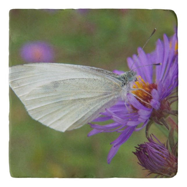 Small Cabbage White Butterfly Trivet (Front)