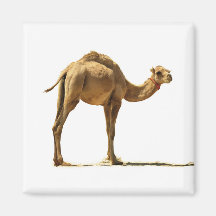 Small camel.