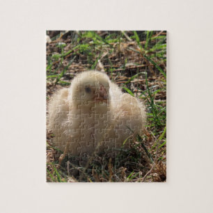 small chicken chick animal, farm jigsaw puzzle