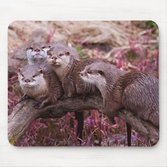 Small Clawed Otters Mousemat Mouse Pad (Front)