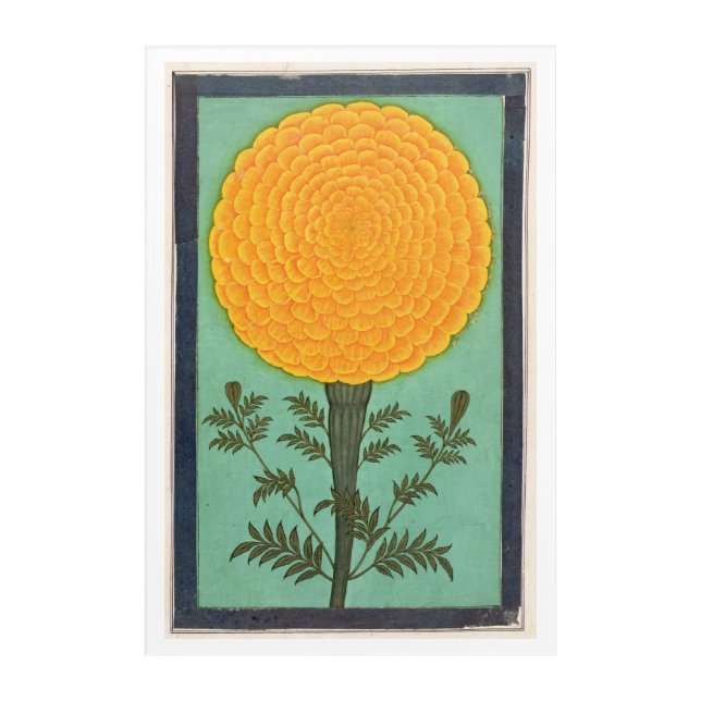 Small Clive Album | A Marigold Acrylic Print (Front)