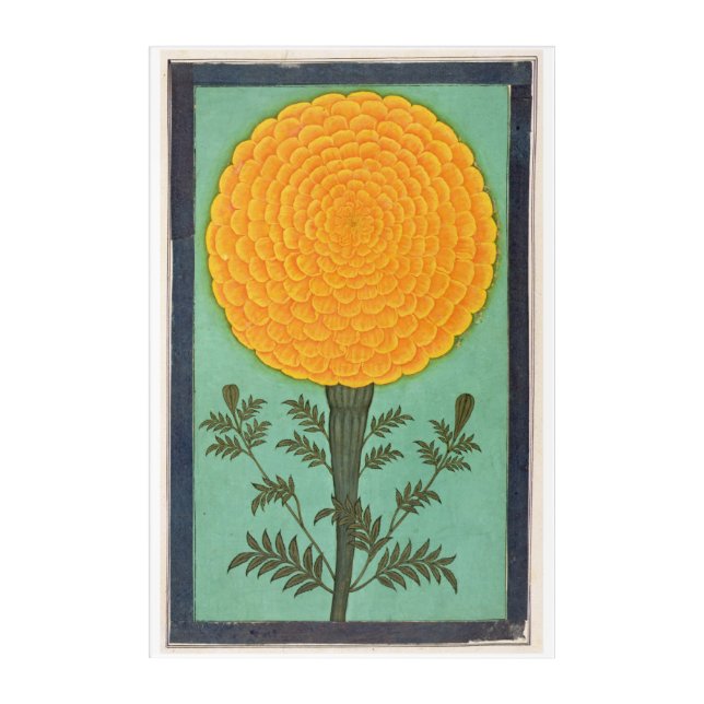 Small Clive Album | A Marigold Acrylic Print (Front)