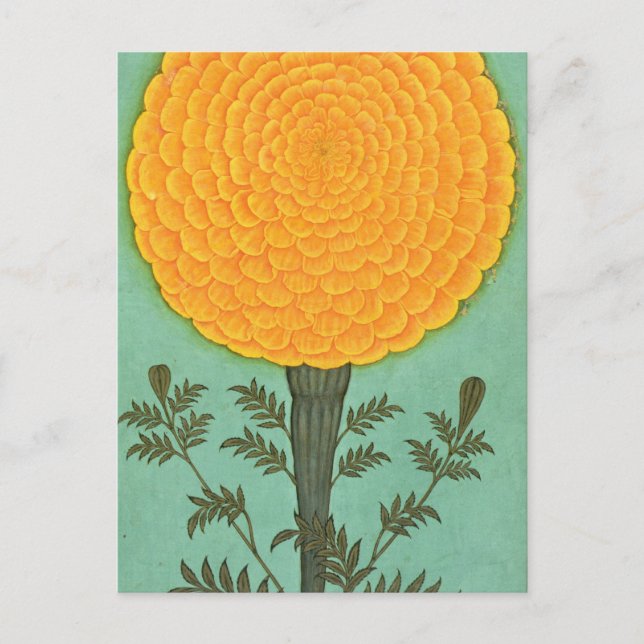 Small Clive Album | A Marigold Postcard (Front)