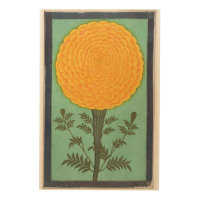 Small Clive Album | A Marigold