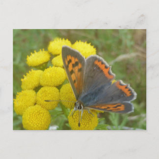 Small Copper Butterfly Close Up DIY Postcard