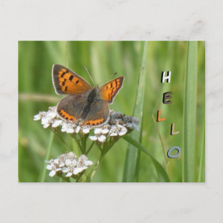 Small Copper Butterfly Cust. HELLO Postcard