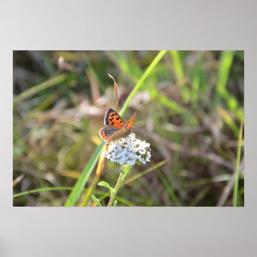 Small Copper Butterfly Poster