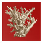 Small Coral in Red Acrylic Print