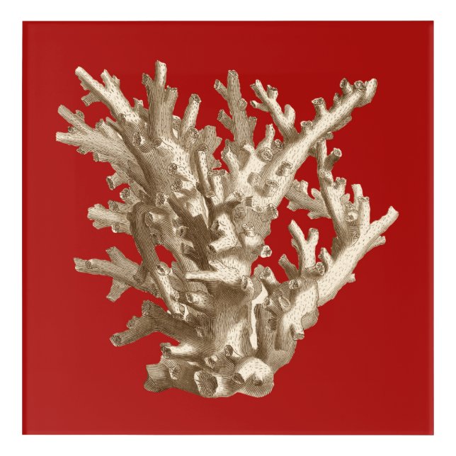 Small Coral in Red Acrylic Print (Front)
