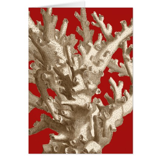 Small Coral in Red Cards (Front)