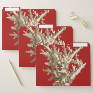 Small Coral in Red File Folder