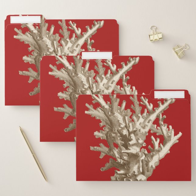 Small Coral in Red File Folder (Set)