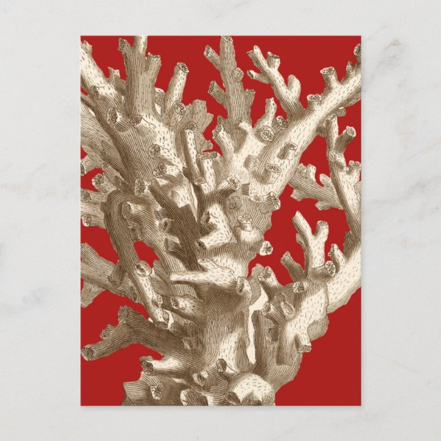 Small Coral in Red Postcard (Front)