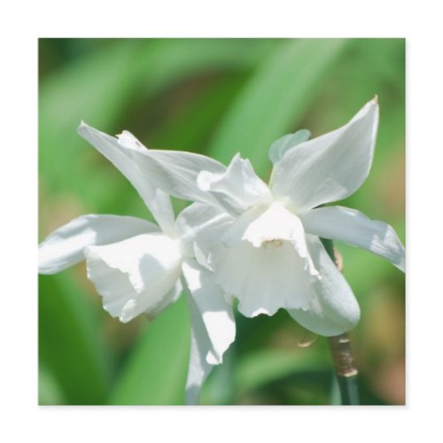Small Cup Daffodils Invitations