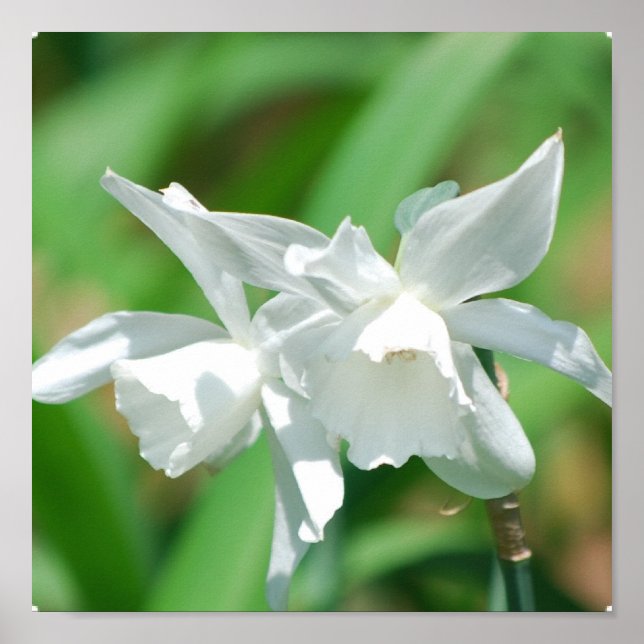 Small Cup Daffodils Poster (Front)