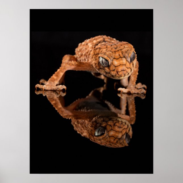 Small Cute Lizard Reptile with Reflection Poster (Front)