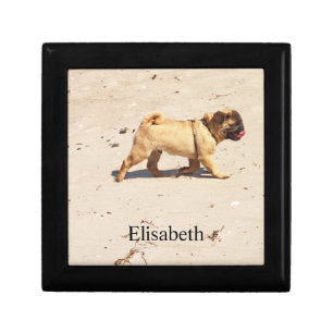 small dog pug baby playing in the summer  gift box