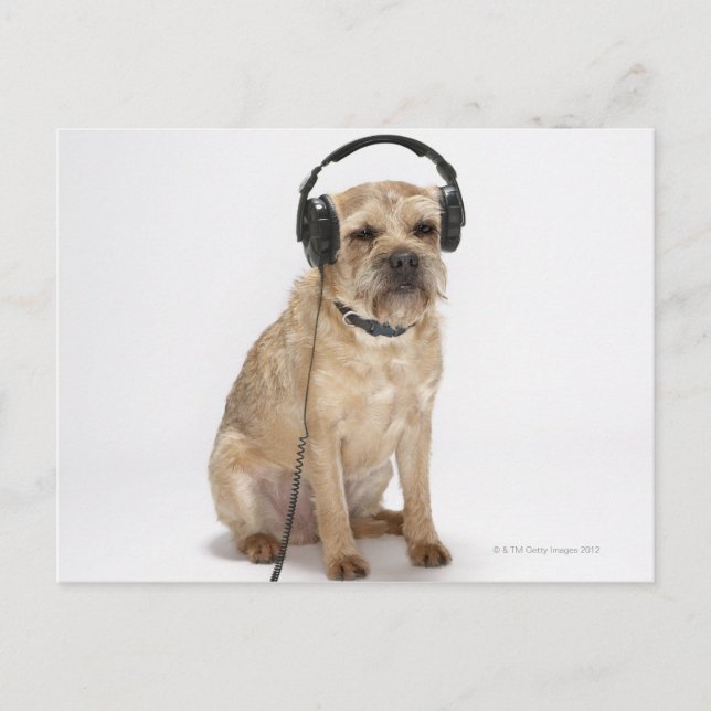 Small dog wearing headphones postcard (Front)
