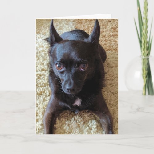 Small Dogs Standard 5 x 7 Folded Greeting Card