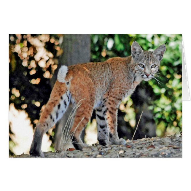 Small female bobcat looking over shoulder cards (Front Horizontal)