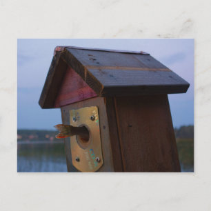 Small fish in birdhouse postcard