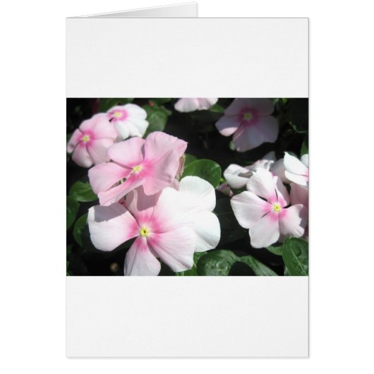 Small Flowers Cards (Front)