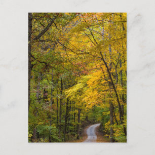 Small Gravel Road Lined With Autumn Color Postcard