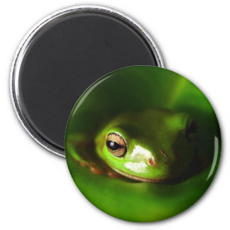 Frog Magnets, Frog Magnet Designs for your Fridge & More