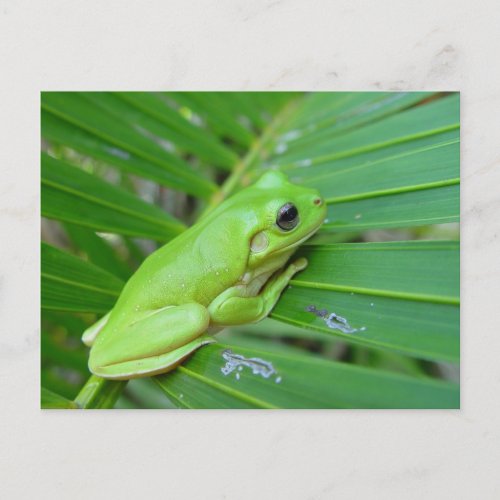 Small Green Frog Postcard