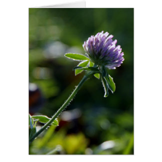 Small Growing Purple Dahlia Cards